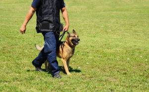 k9 and officer