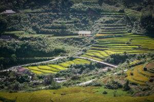 harvest of goods in vietnam