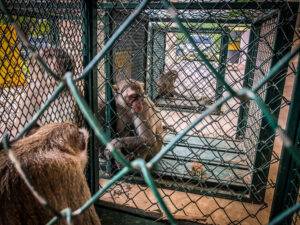 monkeys in cages